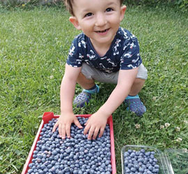 blueberry-1 blueberry-1